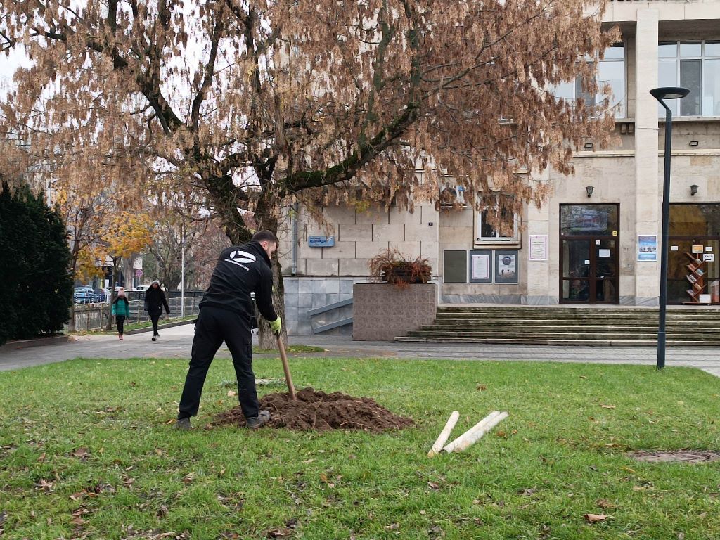 Десетки нови дървета подобряват градската среда в Плевен и парк Кайлъка/СНИМКИ/