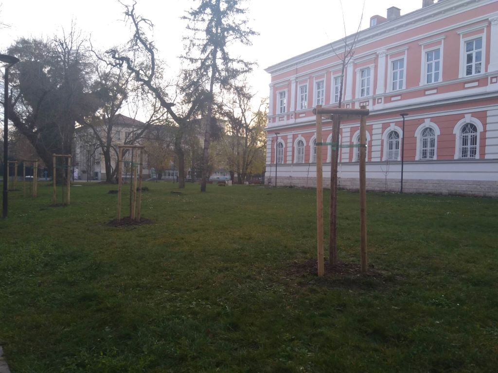 Десетки нови дървета подобряват градската среда в Плевен и парк Кайлъка/СНИМКИ/