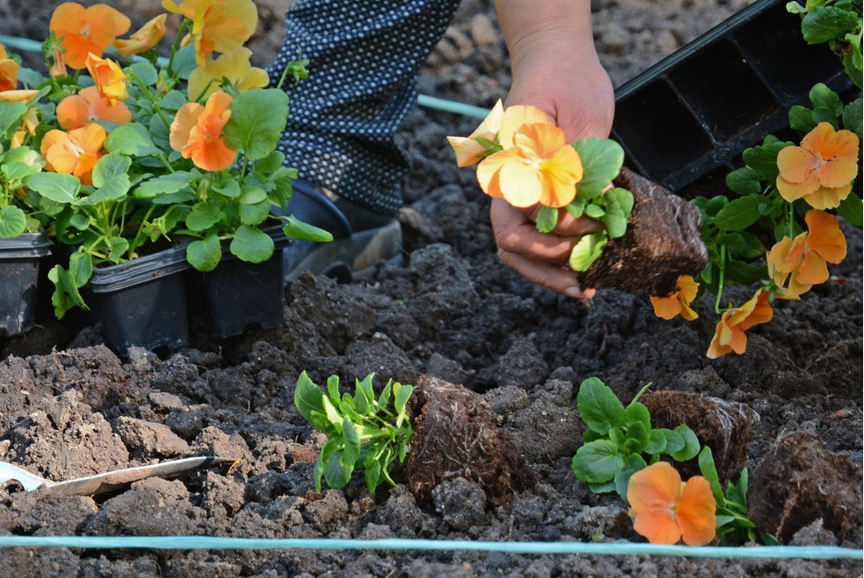 Засаждат десетки хиляди лалета и теменужки в Морската градина на Варна (СНИМКИ)