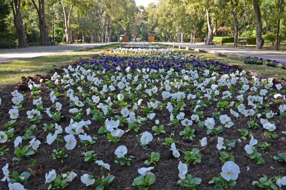 Засаждат десетки хиляди лалета и теменужки в Морската градина на Варна (СНИМКИ)