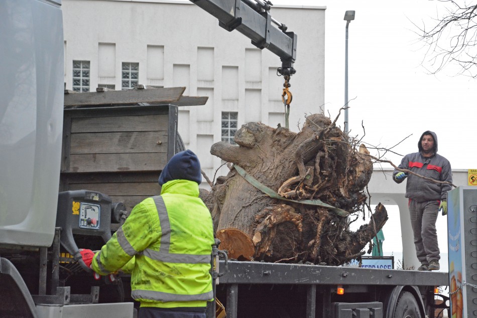 Разчистват от дървета езерото в Морската градина (СНИМКИ)