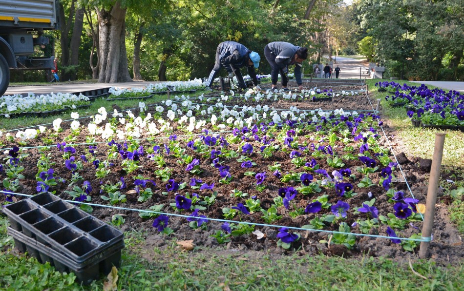 Засаждат десетки хиляди лалета и теменужки в Морската градина на Варна (СНИМКИ)