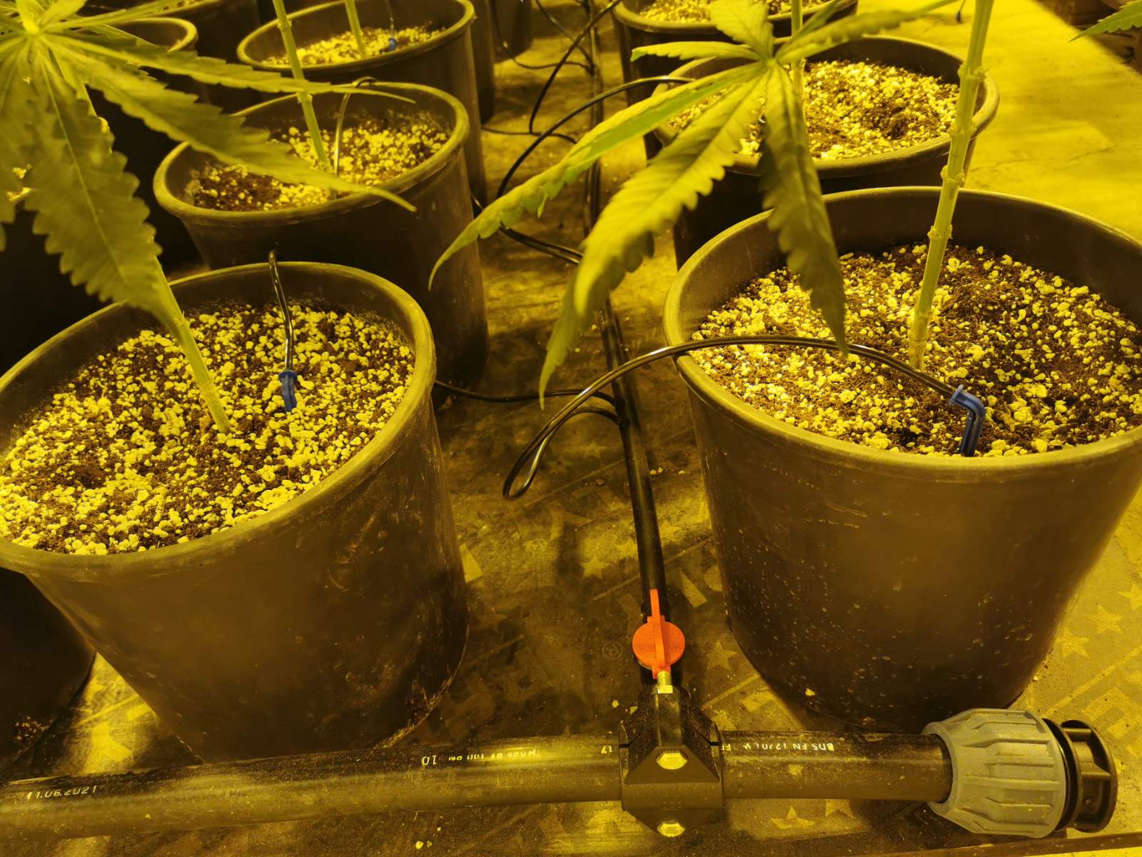 Разбиха модерна наркооранжерия край Варна (СНИМКИ)