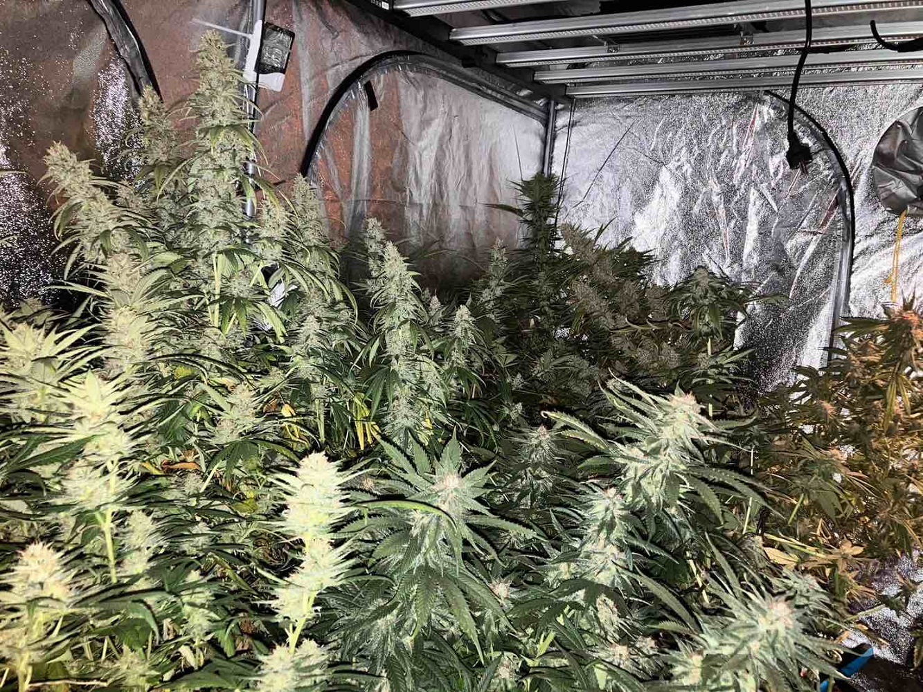 Разкриха наркооранжерия в центъра на Варна (СНИМКИ)