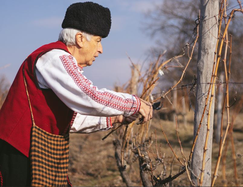 Със зарязване на лозята, дегустация на вина и обща трапеза в Типченица почетоха Трифон Зарезан